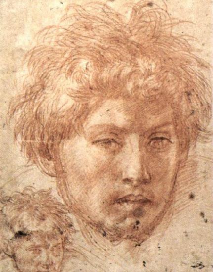 Andrea del Sarto Head of a Young Man oil painting image